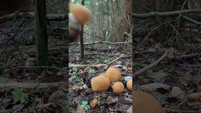 ЭТО НАХОДКА ДНЯ! ОЧЕНЬ РЕДКАЯ СЕМЕЙКА ТОЛСТОНОГИХ ПОДОСИНОВИКОВ. ГРИБЫ 2024 смотреть онлайн