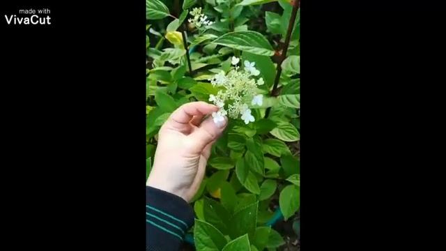 Гортензия Энджел Блаш (Angel Blush) начало цветения смотреть онлайн