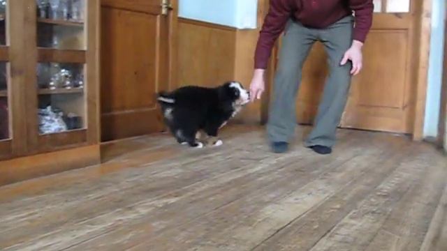 Nesh Iz Bolshogo Doma, berner sennenhund, part 2 смотреть онлайн