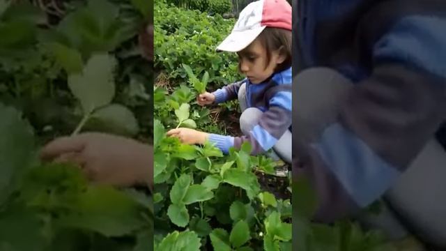#ДобрыеДела# 1Б класс, г. Горно-Алтайск, Гимназия 9 смотреть онлайн