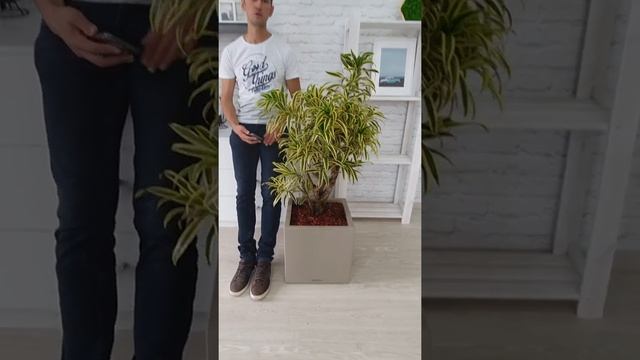 Драцена Сонг оф Индия смотреть онлайн