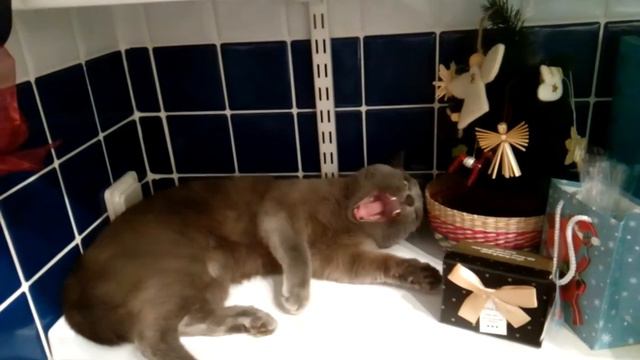 Лиза поздравляет с Новым Годом смотреть онлайн