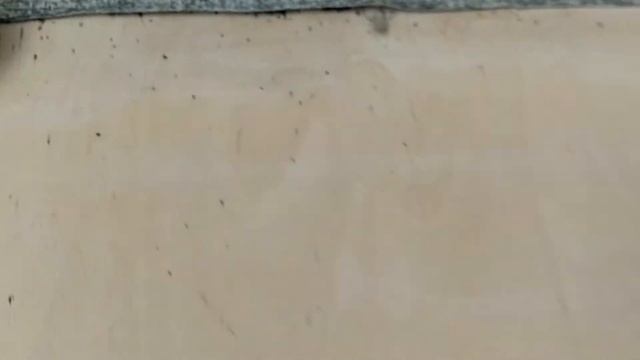 Постельные клопы в студии смотреть онлайн