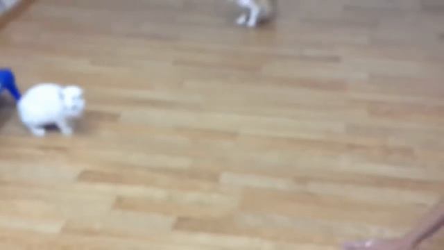 Коты и огурцы СМЕШНЫЕ КОШКИ реакция на огурец Cats and cucumbers funny cats смотреть онлайн