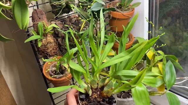 Как ускорить рост корней у орхидеи? Средства и результат. Dyna-GRO смотреть онлайн
