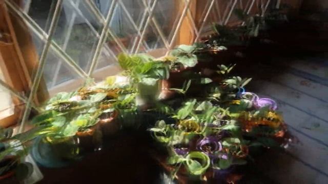 Комнатные растения на даче / Новинки / Задумала эксперимент смотреть онлайн
