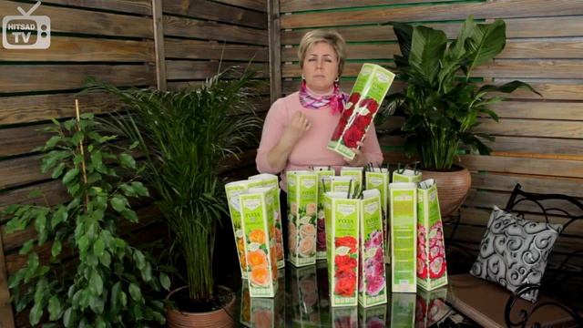 Саженцы роз . Какие бывают сорта? Розы Семена Алтая. смотреть онлайн