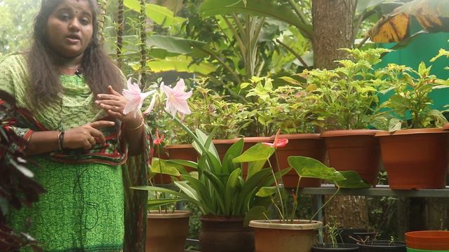 ഈ ചെടി വലിയ പൂക്കൾ ഇഷ്ടമുള്ളവർക്ക് ! How To Grow Pink-striped-trumpet Lily Or Crinum Latifolium?