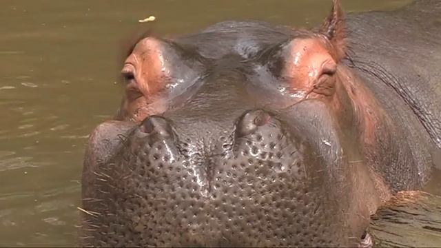 Zoo Taman Safari, Java, Indonesia смотреть онлайн