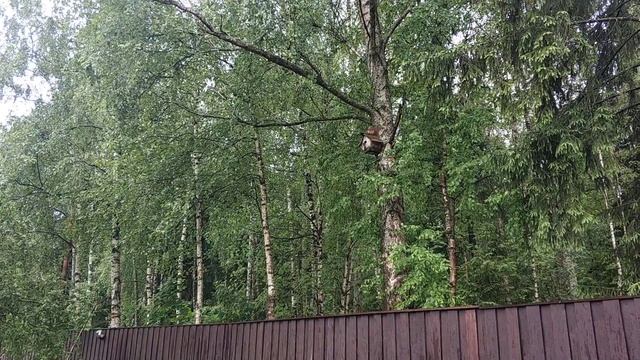 У меня белка живёт в скворечнике. смотреть онлайн