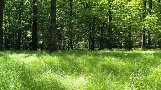 Белый шум пение птиц смотреть онлайн