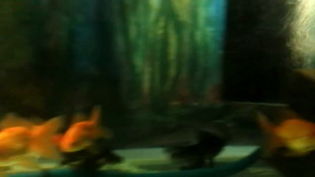 Золотые рыбки. смотреть онлайн