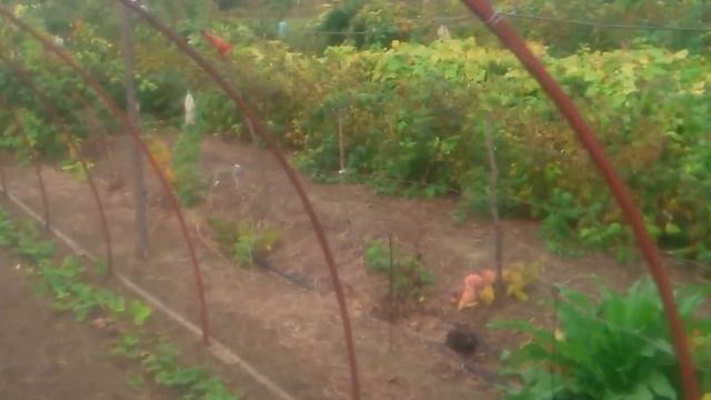 Рассаживаем малину, как она должна быть! смотреть онлайн