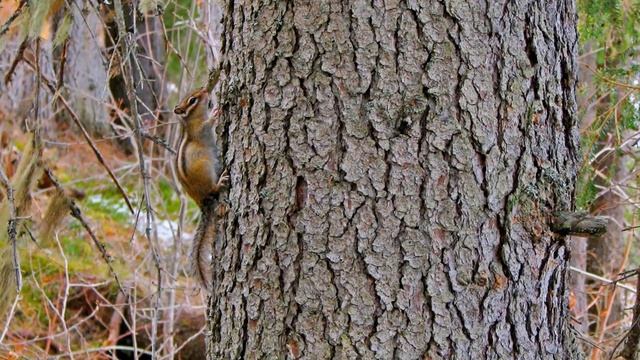 релакс красивая музыка таинственный лес белочки, бабочки, бурундучки смотреть онлайн