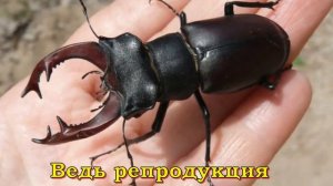 Жук-олень