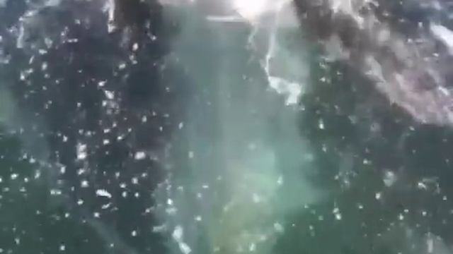 ?❄️ Нырять вниз головой могут и белые медведи. смотреть онлайн