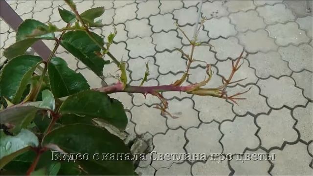 Этот вредитель способен уничтожить все литья на розах Как спасти розы смотреть онлайн