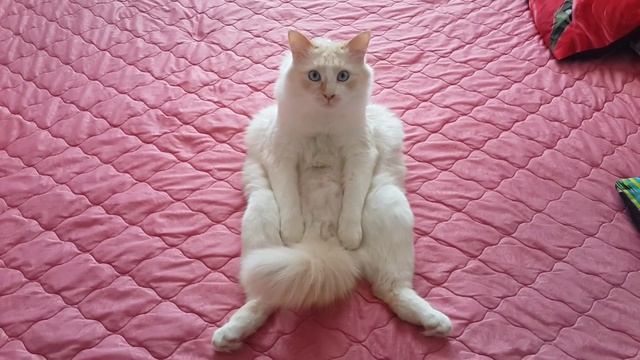 Сидячий болтливый толстый кот смотреть онлайн