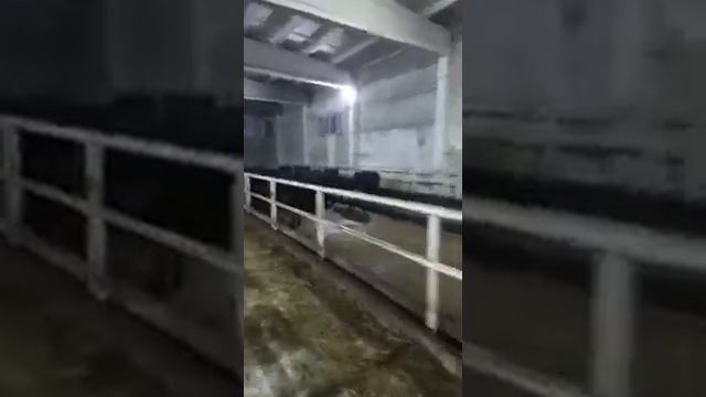 Абердин Ангус бычки 2020года на продажу! чз 2 недели 0771336033 смотреть онлайн