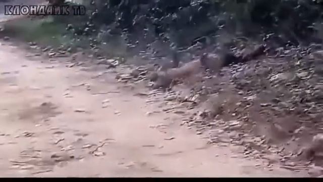 Пушной зверёк совсем не пушистый // The furry animal is not fluffy at all смотреть онлайн