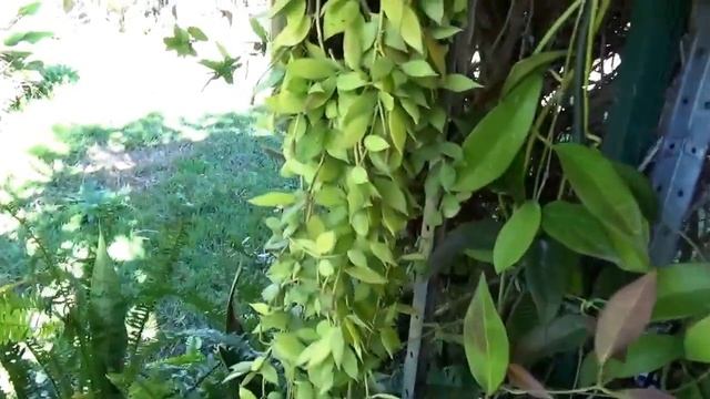 МОЯ КОЛЛЕКЦИЯ ХОЙ. ЧАСТЬ 2 смотреть онлайн