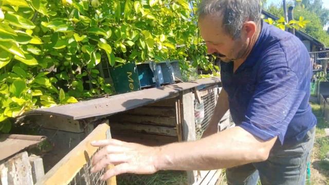 як відрізнити кроля від кролиці /КРОЛІВНИЦТВО ДЛЯ ПОЧАТКІВЦІВ. смотреть онлайн