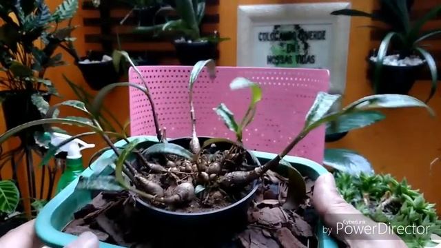 SCILLA VIOLACEA Ou LEDEBOURIA SOCIALIS Identificando Nossas Plantas..