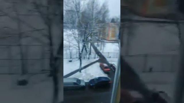 Померанский шпиц Боня. Злоба и отчаяние.