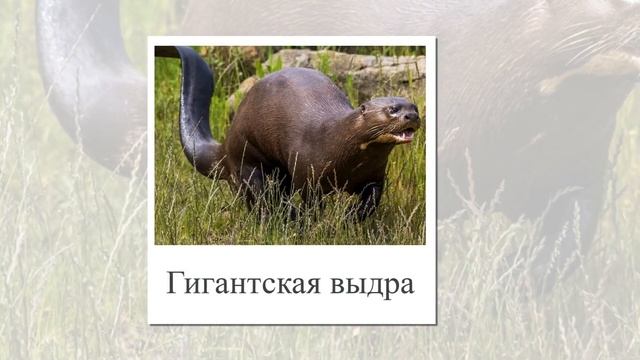 Животные Амазонки. Развивающие и обучающие карточки для детей. смотреть онлайн