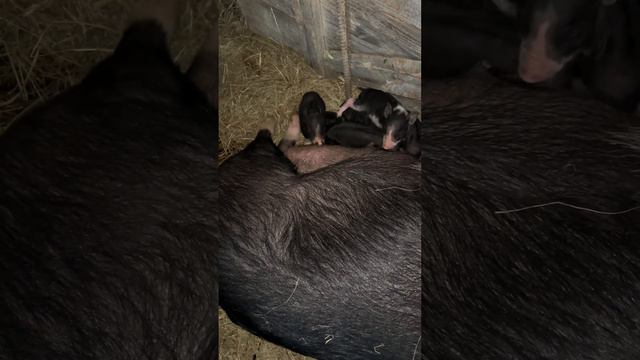 Родились малыши🐽 смотреть онлайн