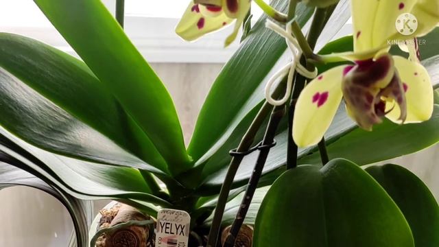 Цветение орхидей моей коллекции✨?✨. Обзор ещё одного окошка с орхидеями? смотреть онлайн