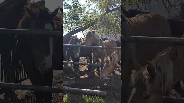 Починковский конный завод 23 Нижегородская область. Тяжеловозы