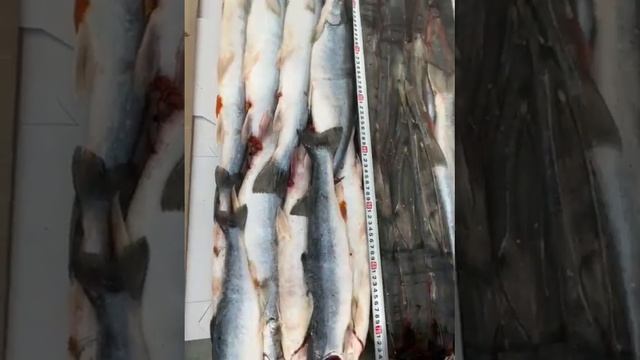 Голец. Магадан. Оптом от 25 тонн. Якоби Е.В.