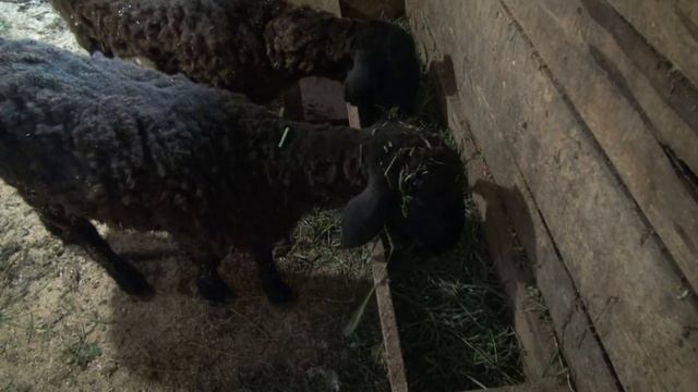 Барашки.Стройка. смотреть онлайн