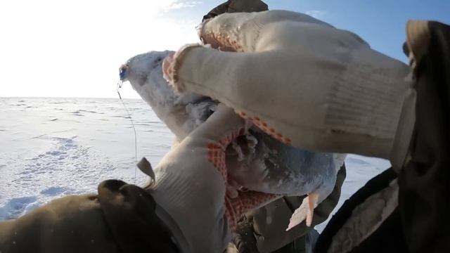 Огромные окуни Куйбышевского водохранилища. Судак на балансир