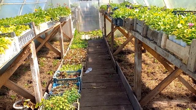 Утки растут, огурцы ,помидоры в теплице. смотреть онлайн