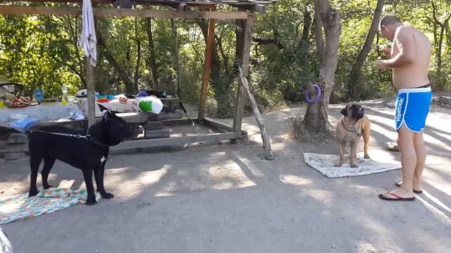 Зена, голос! Бальдер - молодец! смотреть онлайн