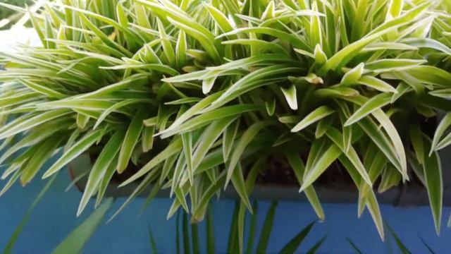 Chlorophytum laxum (zebra grass) also known as spider plant in a home made pvc pipe planter смотреть онлайн