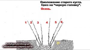 ? Как омолодить и восстановить старый запущенный куст винограда обрезкой. ШКОЛА ВИНОГРАДАРЯ Часть №