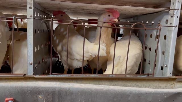 Tavuk Çiftliğine Gittim Hem Gezen Hem Kafes Tavukculuğu Yapıyorlar смотреть онлайн