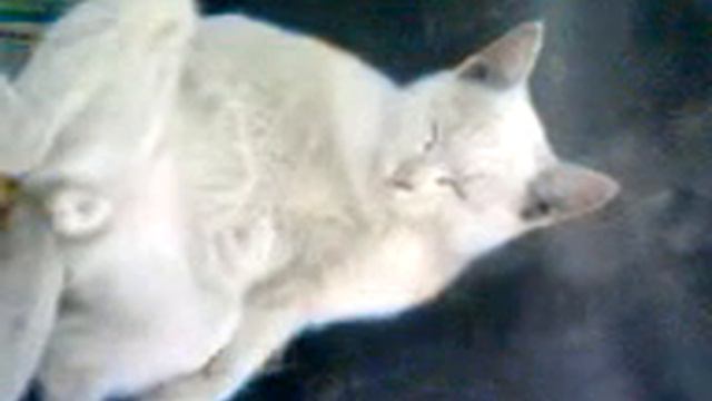 Кот ,Депресняк, кошачья не взаимная любовь... смотреть онлайн