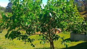 Черевишня - что за дерево и почему лучше не сажать на своем огороде?