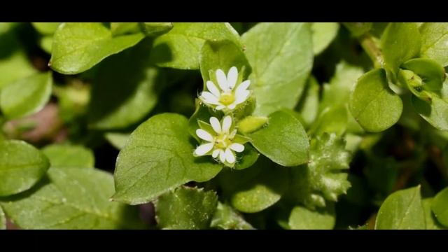 ТРАВА МОКРИЦА - лечебные свойства и противопоказания смотреть онлайн