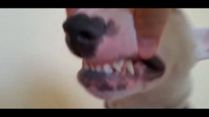 ПИТБУЛЬ против БУЛЬТЕРЬЕРА ! КТО СИЛЬНЕЕ ?