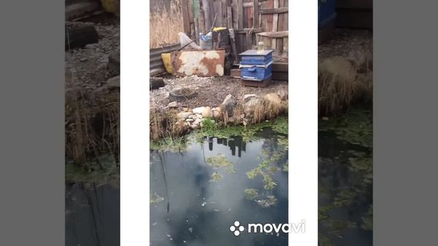 Как правильно сажать огурцы смотреть онлайн