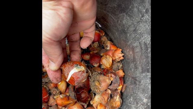 How to Plant Tulip Bulbs смотреть онлайн