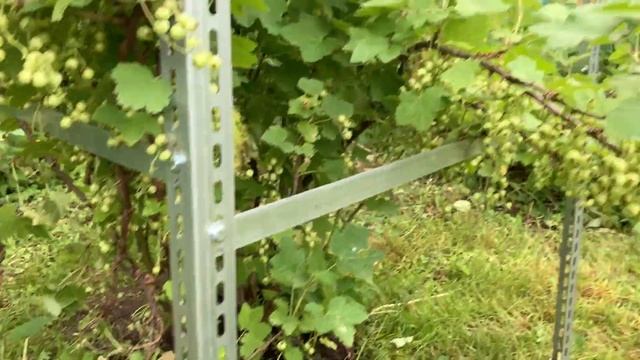 Кустодержатель для смородины: эффективное решение для садоводства. смотреть онлайн