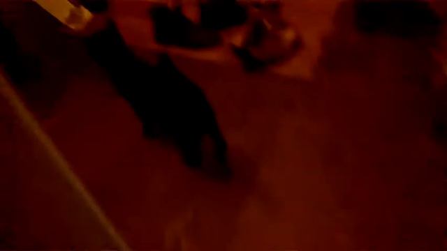 кот кайфует от ромашки смотреть онлайн