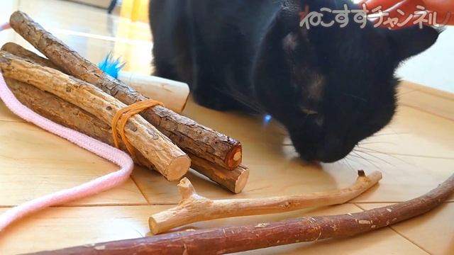 新しいマタタビ棒つかってみた【猫動画】 смотреть онлайн