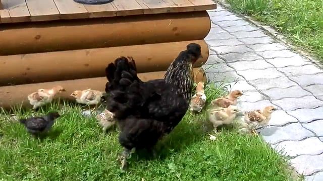 курица с цыплятами... смотреть онлайн